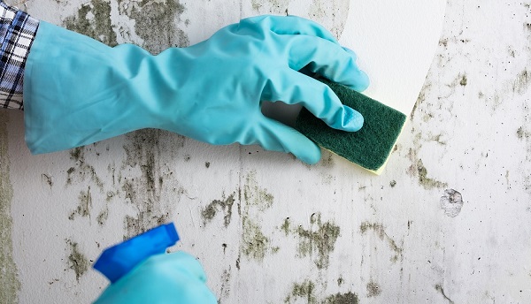 how to clean a moldy house wall