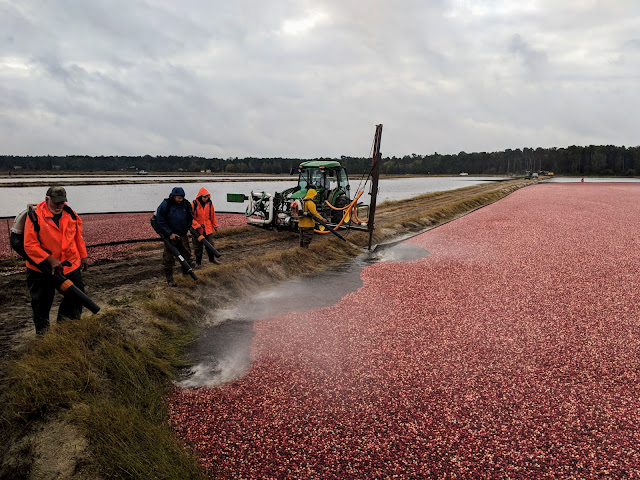 Журавлине болото. Браун Міллс, Нью-Джерсі (Cranberry bog, Browns Mills, NJ)