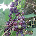 Grapes grown and  bearing fruits at Tokarara, Port Moresby 