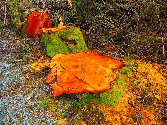 red heart of an old tree - Derby's Reach, Langley, BC Canada