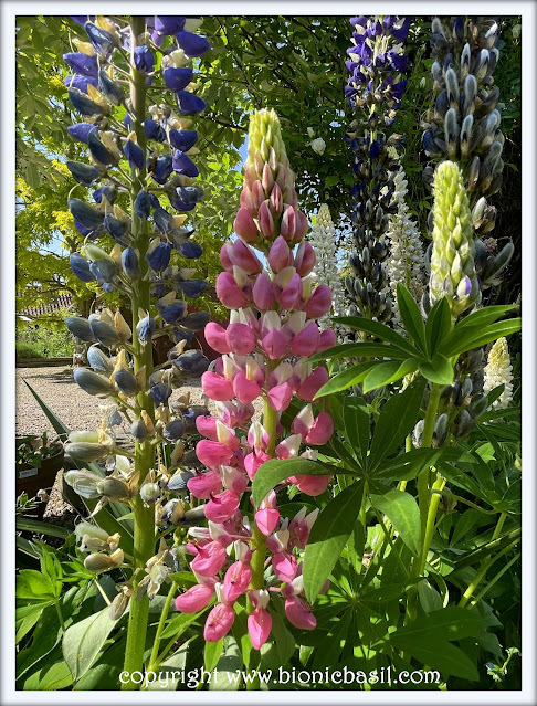 The BBHQ Midweek News Round-Up ©BionicBasil® Luscious Lupins at BBHQ - Hot Pink and White - New Bloom 2023