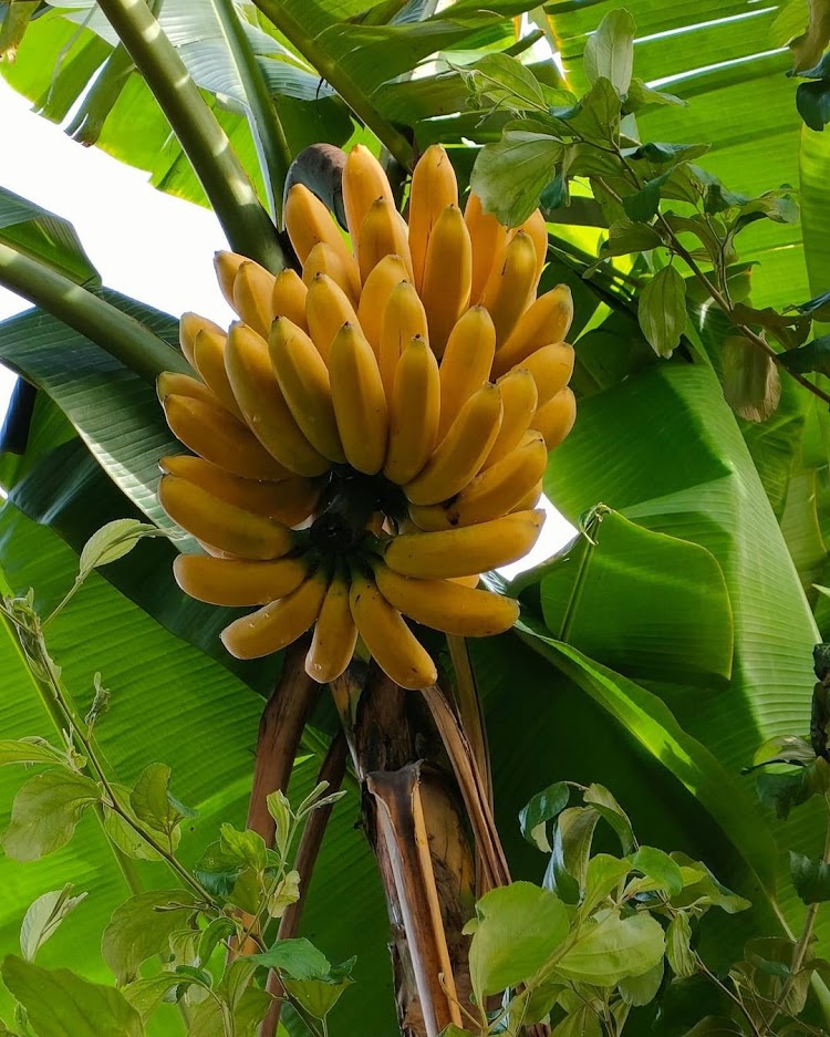 pisang rojo bulu di pekanbaru