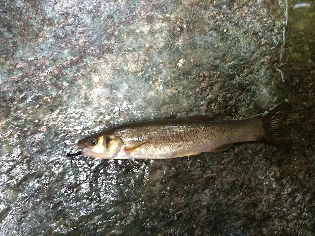 Chinese-minnow