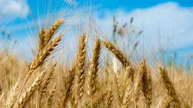 wheat export registration process