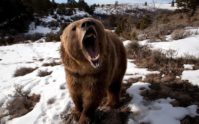 Oso en la Naturaleza