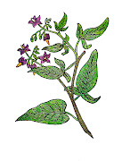 Free Vintage Botanical Graphic: 1916 Vintage Illustration of Bittersweet . (bittersweetnightshade)