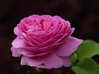 Panineer Rose