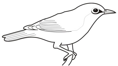 13+ Sketsa Sangkar Burung, Sketsa Tergokil!