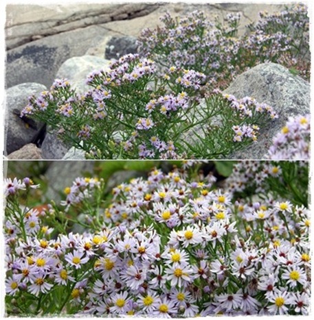 6 strandaster