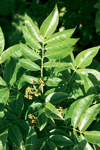 Бархат сахалинский (Phellodendron sachalinense, =Phellodendron amurense var. sachalinense)