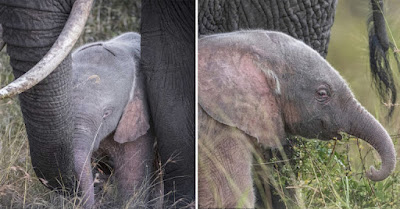 A Baby pink elephant thrives against all the odds