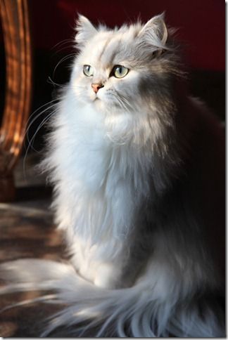 Top 5 Cute Breed of Cats