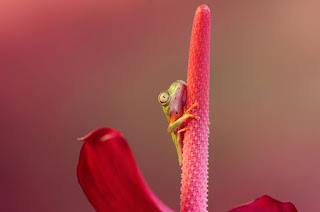 Wil Mijer, ranitas tropicales, tropical frogs, fotografía macro, macro photograpy