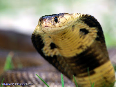 Indian Cobra