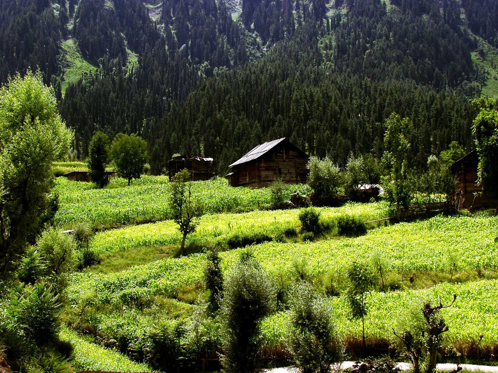 Kashmir Green Land