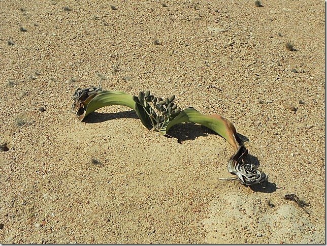 Welwitschia_DSCN6479