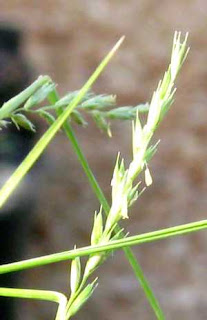 Elymus triticoides Plant, Alkali Rye