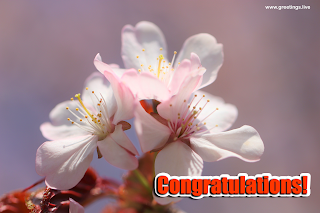 congratulations flowers Images greetings wishes