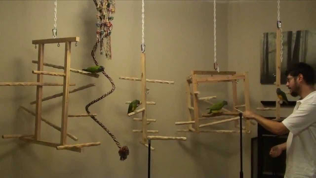 Bird Gyms