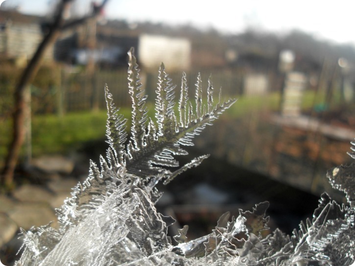 Isfjer - haven i januar