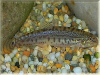 Indian Spiny Loach Fish Pictures