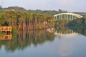 decking, reflections, river, mangroves, bridge, Okinawa, Okukubi