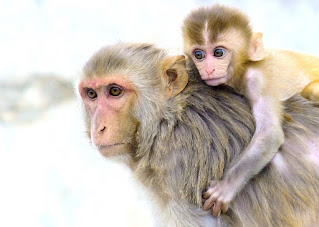 Rhesus monkey