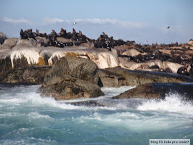 passeio para ver focas em Hout Bay