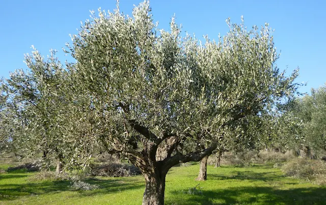 Το γλοιοσπόριο της ελιάς και η έγκαιρη αντιμετώπιση του στην περιοχή της Αργολίδας