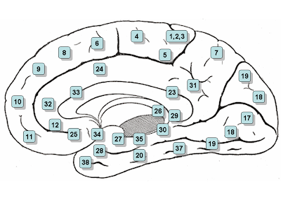 Minus Et Cortex. cingulate cortex (BA 25)