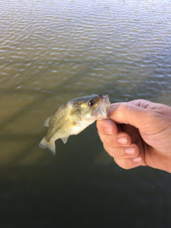 Tiny Bass, bass fishing, James A Reed Wildlife Area