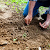 Seed Starting Secrets: Grow Your Best Garden From Scratch!