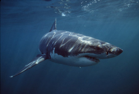 Great White Shark