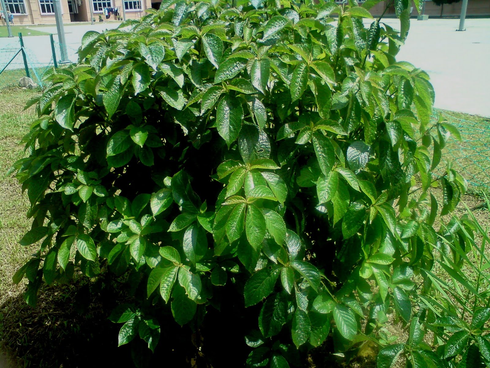 Pokok herba,bunga, ulaman dan segala jenis tumbuhan: pokok 