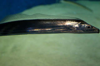 largehead hairtail