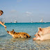 Did You Know There’s A Secret Island Where Wild Pigs Swim With Humans?