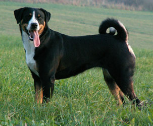 Appenzeller Sennenhund