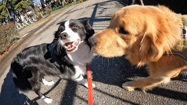 保護犬 ボーダーコリー トーマ