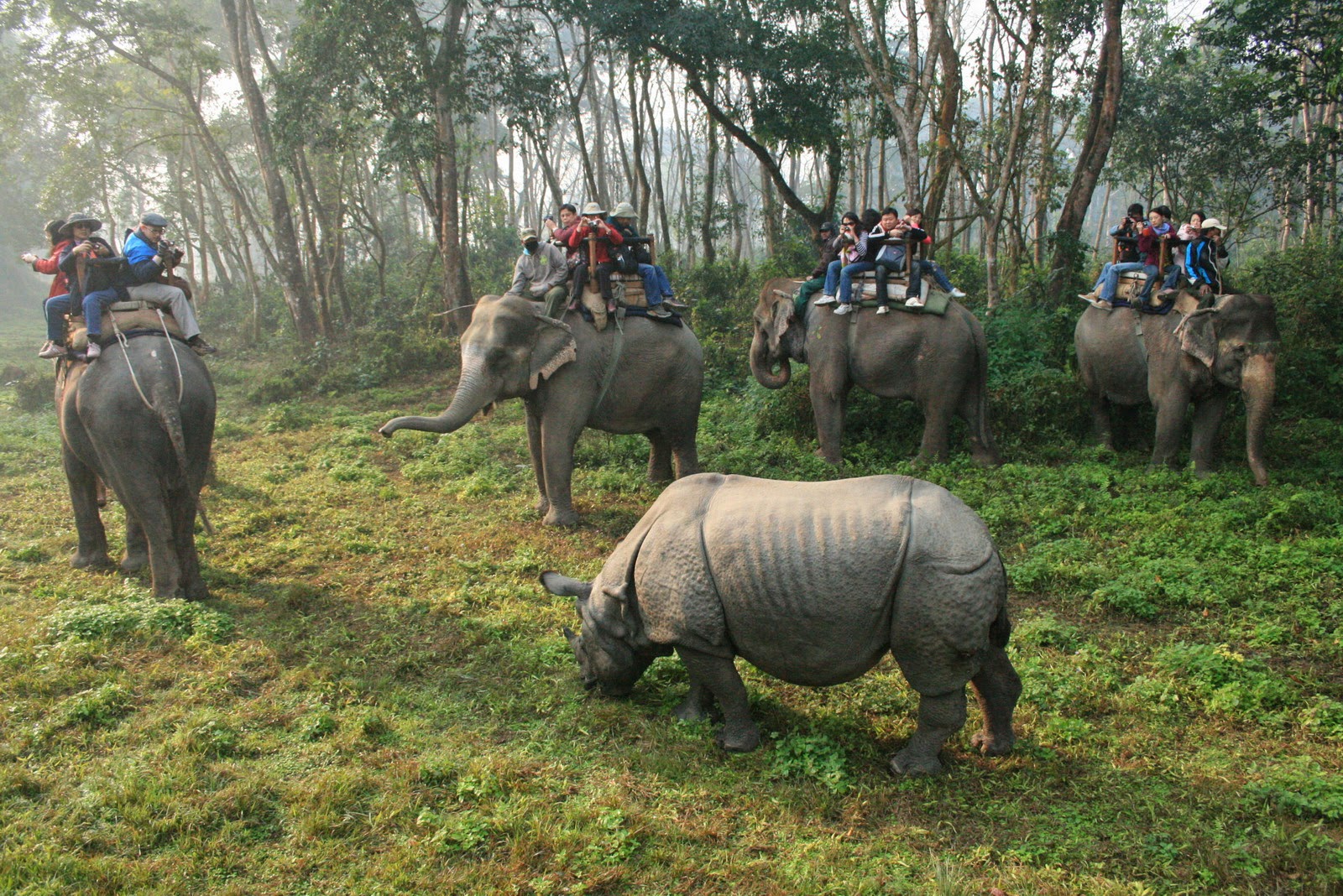 jungle safari tours in chitwan national park