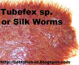 Nutrient content worm silk is Good For Betta Fish