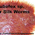 Nutrient content worm silk is Good For Betta Fish