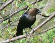 WN_BrownHeadedCowbird_Beckemeyer_051707