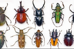 Things You Need to Know to Enhance Your Insect Collection