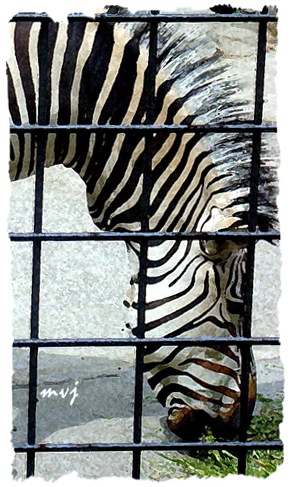 zebra-1