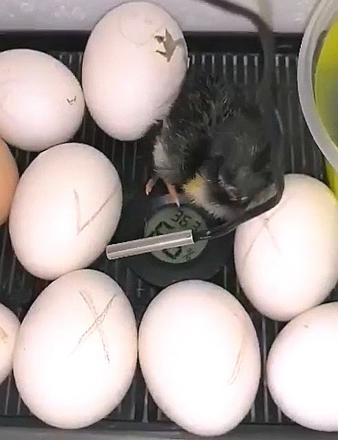nacimiento-de-pollito-de-gallina-en-incubadora-casera