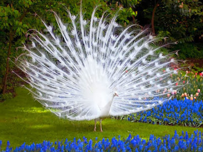 White peacock wallpaper 