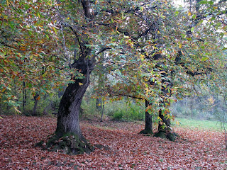 i colori dell'autunno... bosco incantato?