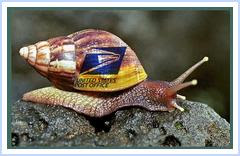 snail