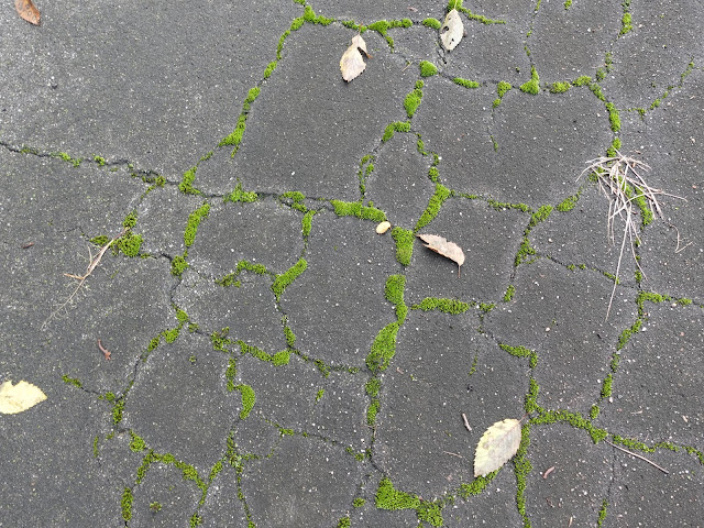枝道の路面のヒビに苔が綺麗についてます