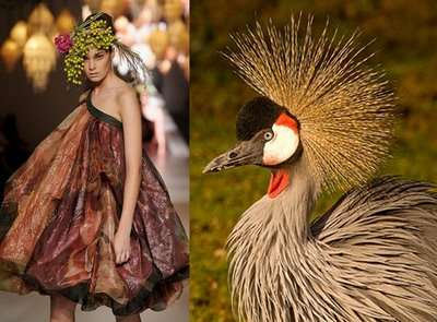 Fashion Designer Career Louisiana on Ed Fadiel  Avian Fashion Bird Inspired Design